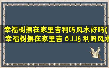 幸福树摆在家里吉利吗风水好吗(幸福树摆在家里吉 🐧 利吗风水好吗*
)